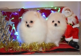 Teacup Pomeranian Puppies Ready for sale