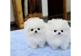 Adorable male and female Pomeranian puppies