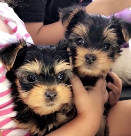 Awesome Male and Female T-Cup Yorkie Puppies