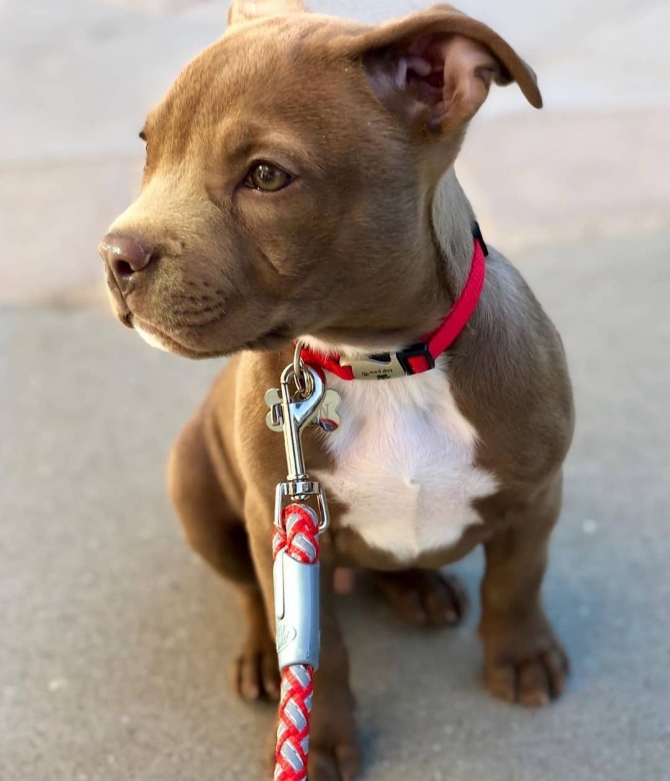 Pit-bull puppies for sale 