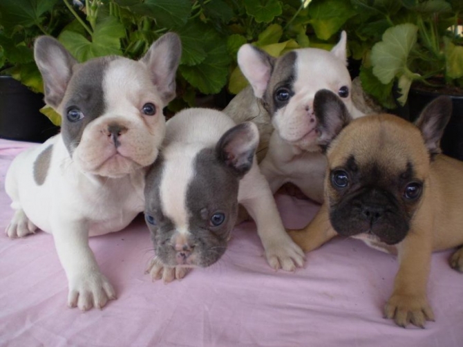  Precious French Bulldog Puppies Available 551 272 6495 $999.00