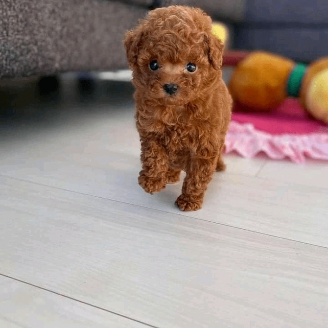 Affordable Toy Poodle Puppies For Sale