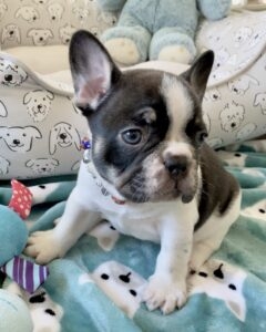  Well Trained Precious French Bulldog Puppies 1499.00 US$   Hayneville, Gordonville, White Hall Alabama       1747_222-3936. 