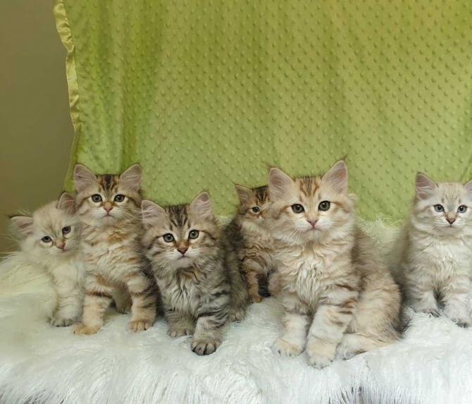 Siberian  kitten for sale 