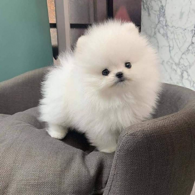 T-Cup Pomeranian Puppies for sale 