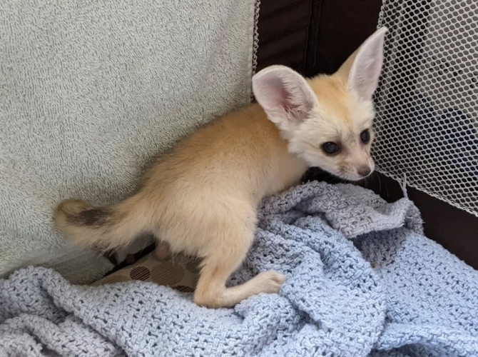 Male Fennec Fox for sale 