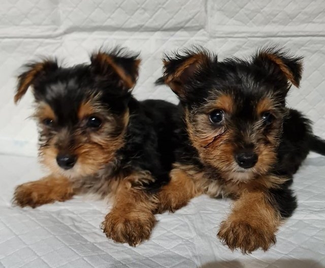 Talented Teacup Yorkshire Terrier Puppies Ready