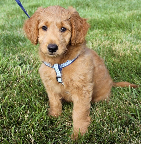 Male goldendoodle puppy___