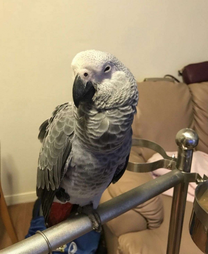 Baby African Grey Parrot SMS 405X335X5046