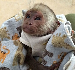 Cute little baby capuchin monkeys ready 