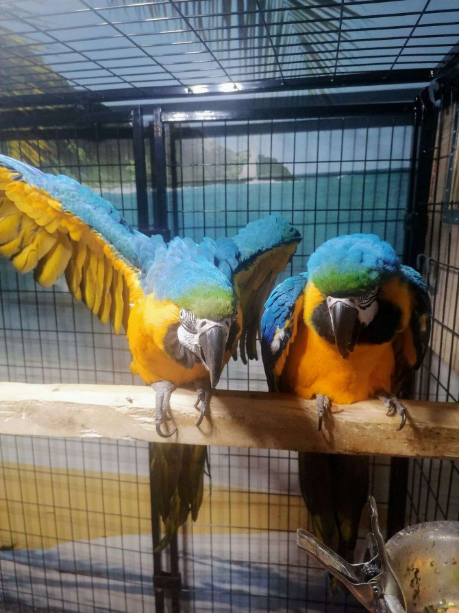Proven Pair of Blue and Gold Macaws SMS 405X335X5046