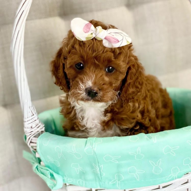 Cute teacup cavapoo puppies for sale
