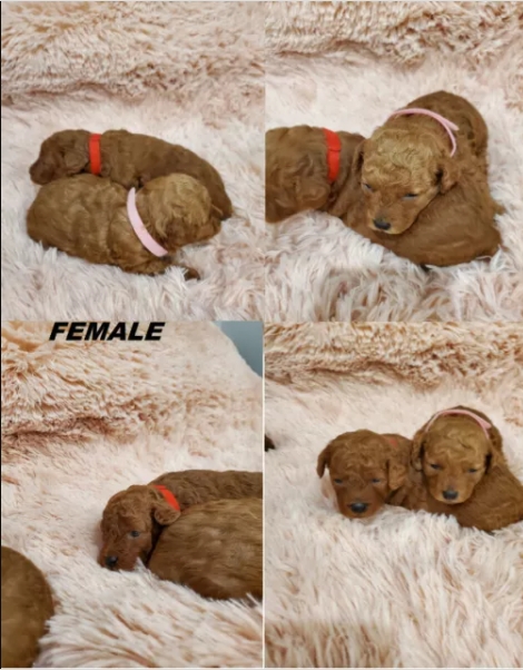 Teddy Bear dark RED Purebred Toy poodle pups