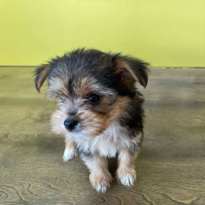 Cute teacup Yorkie puppies for sale