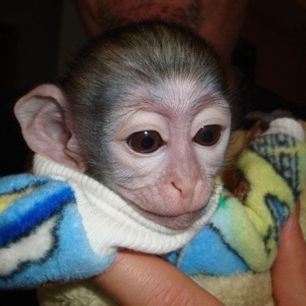 Adorable healthy 13 weeks old capuchin monkeys 