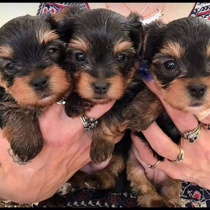 Yorkie puppies for for sale 