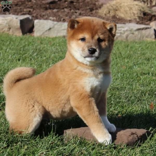  Male And Female Shiba Inu Puppies for sale TextCall ?1402 302-1608?