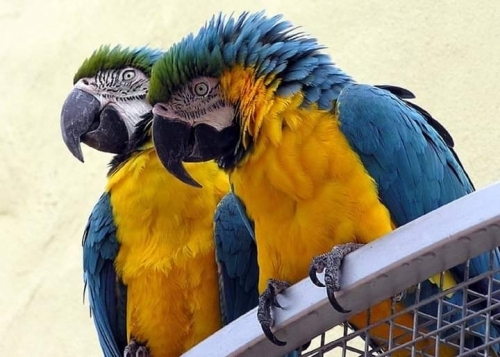 African Gray Parrots And Macaws For Sale ?1402 302-1608?