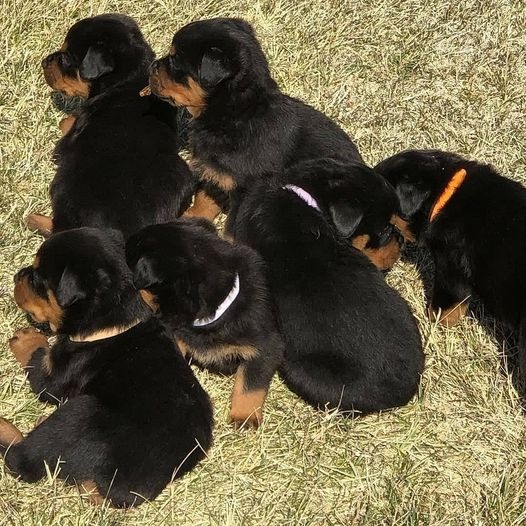  male and 2 females. Rottweiler