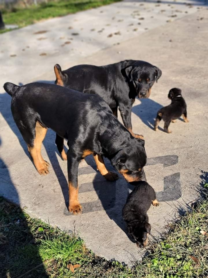 We have available a male and 2 females. Rottweiler