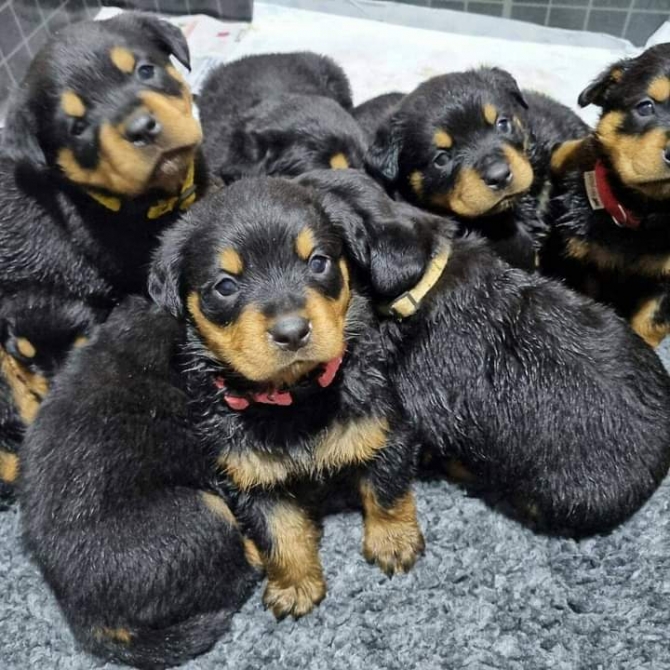 Available a male and 2 females. Rottweiler