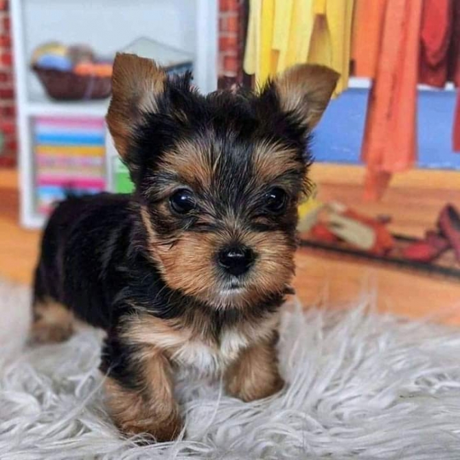 I have four adorable Yorkie puppies for sale,