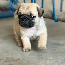 Pug Puppies for sale under 500 near me