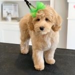 Cute cavapoo puppies for sale