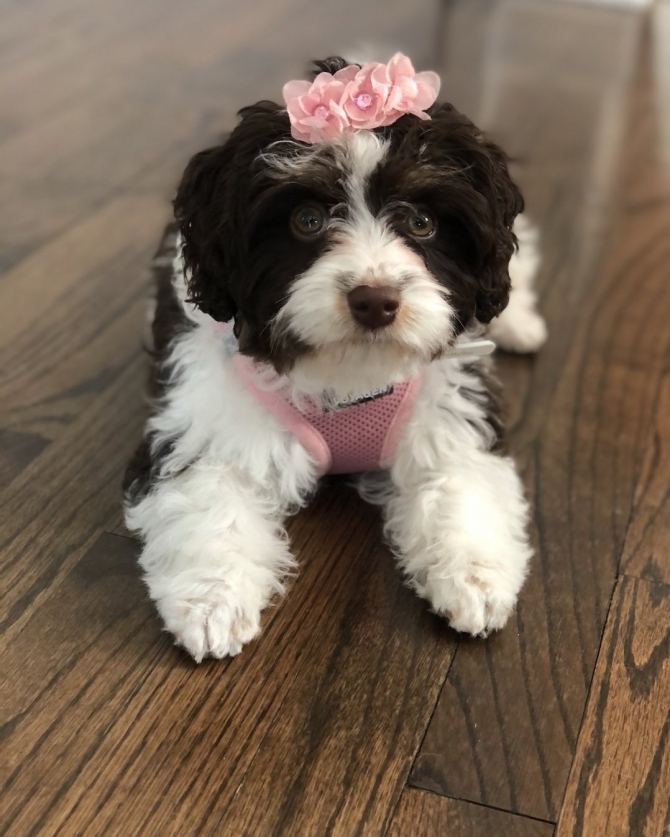 Adorable Cavapoo puppies for sale 