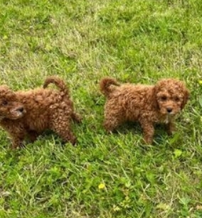 Cute cavapoo Puppies - For sale