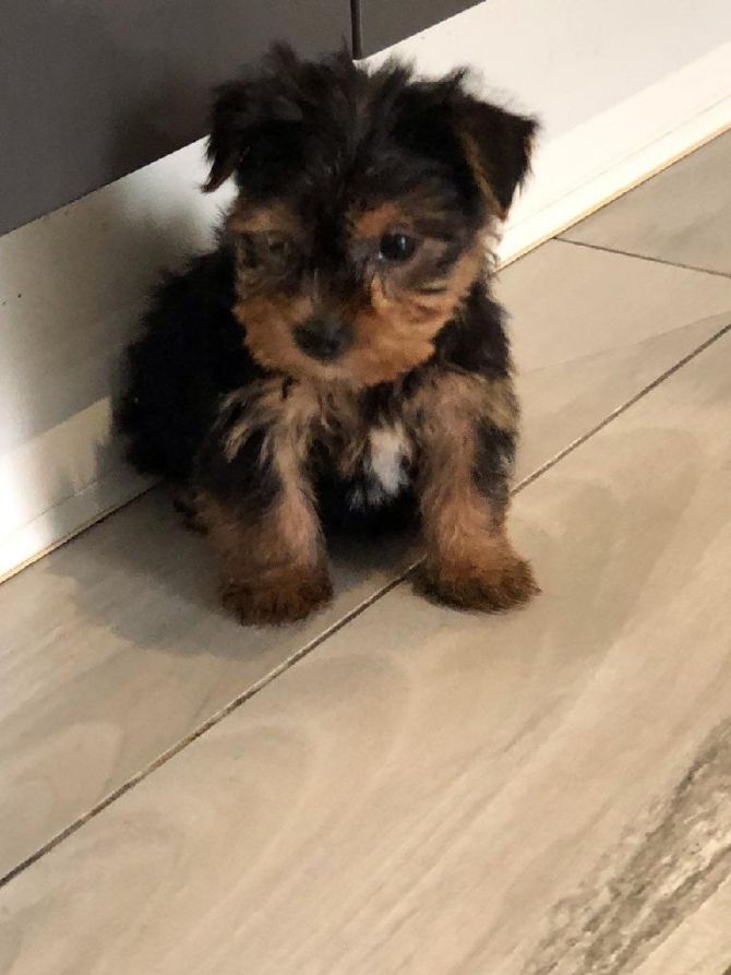 Male and Female Yorkshire terrier 