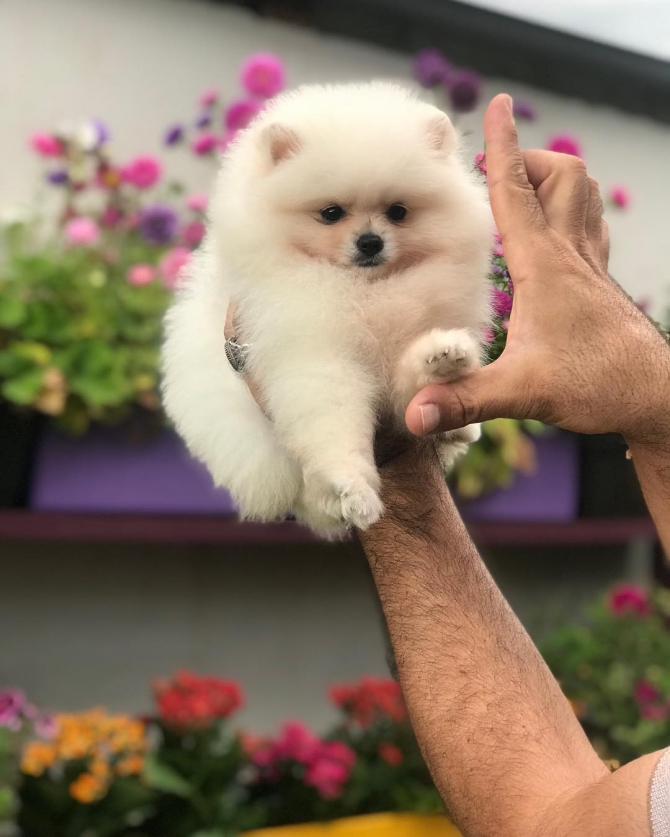 Pomeranian Puppies available for new homes