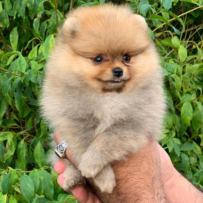 Pomeranian Puppies available for new homes