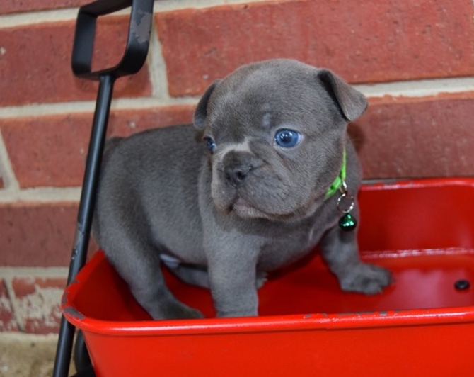 Nice french bulldog puppies available