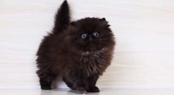 Jida Male Persian Kitten