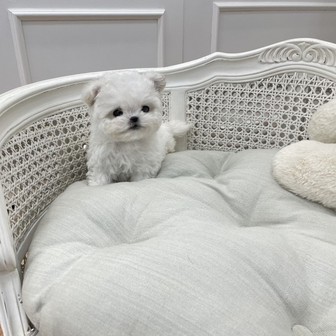 MALTESE PUPPIES FOR SALE 