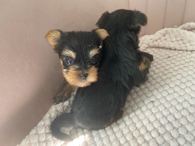Toy Yorkshire Terrier for sale 