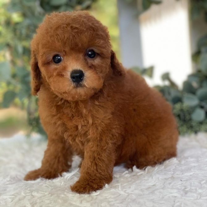 Adorable toy poodle.5185316-428