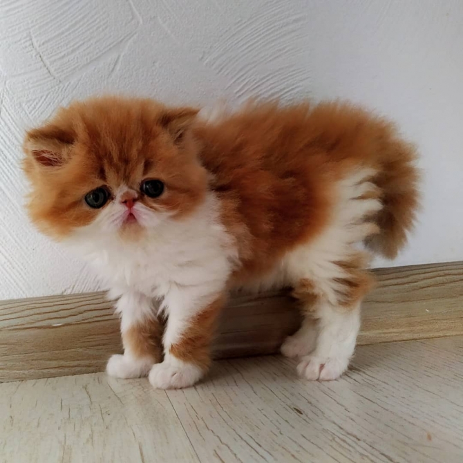 Sheggs Male Persian Kittens