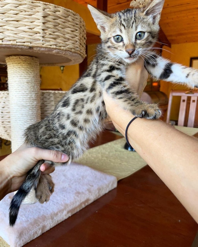  We have beautiful purebred Savannah and Bengal kittens for sale .