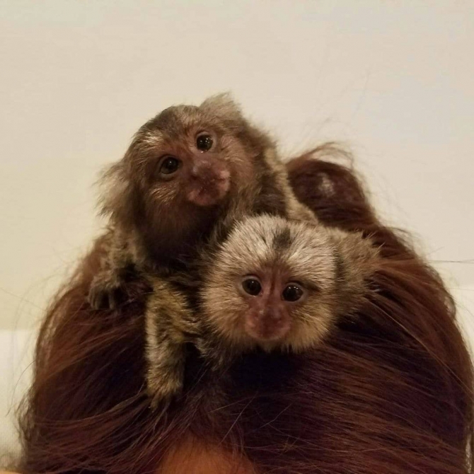 Perfect Baby Finger Marmoset Monkeys Available Now 