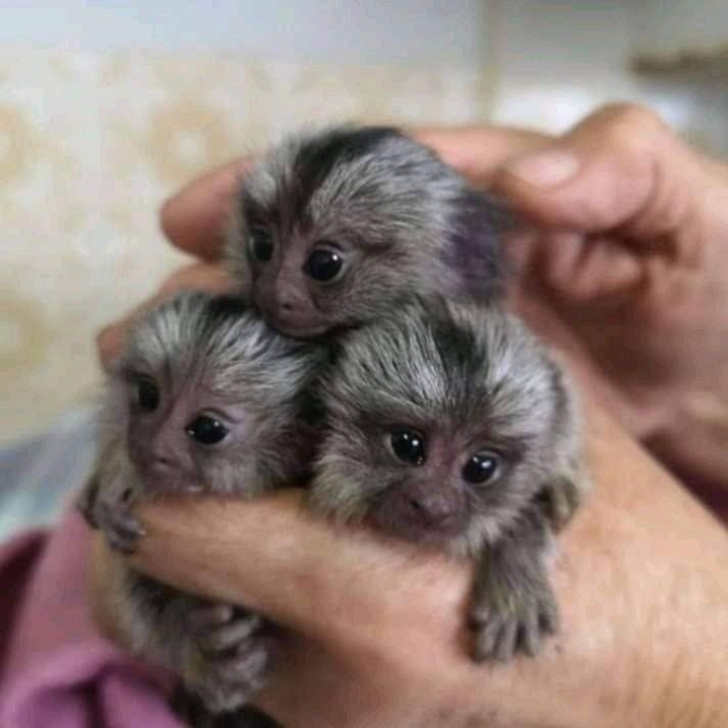 Adorable Baby Finger Marmoset Monkeys Available 