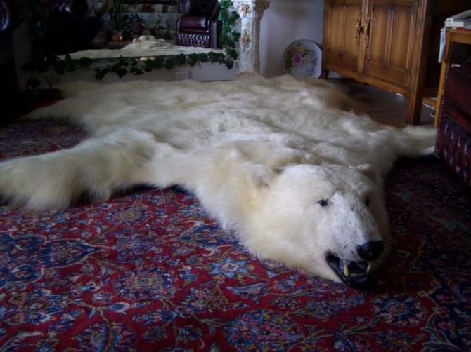 Polar Bear Rug Taxidermy 