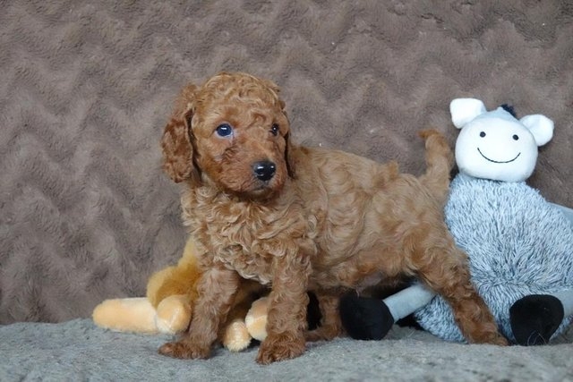 Beautiful Miniature Poodle KC Registered Puppies