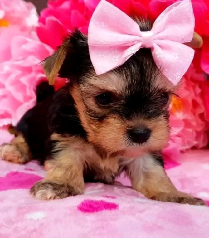 CUTE YORKIE PUPPIES AVAILABLE FOR SALE 