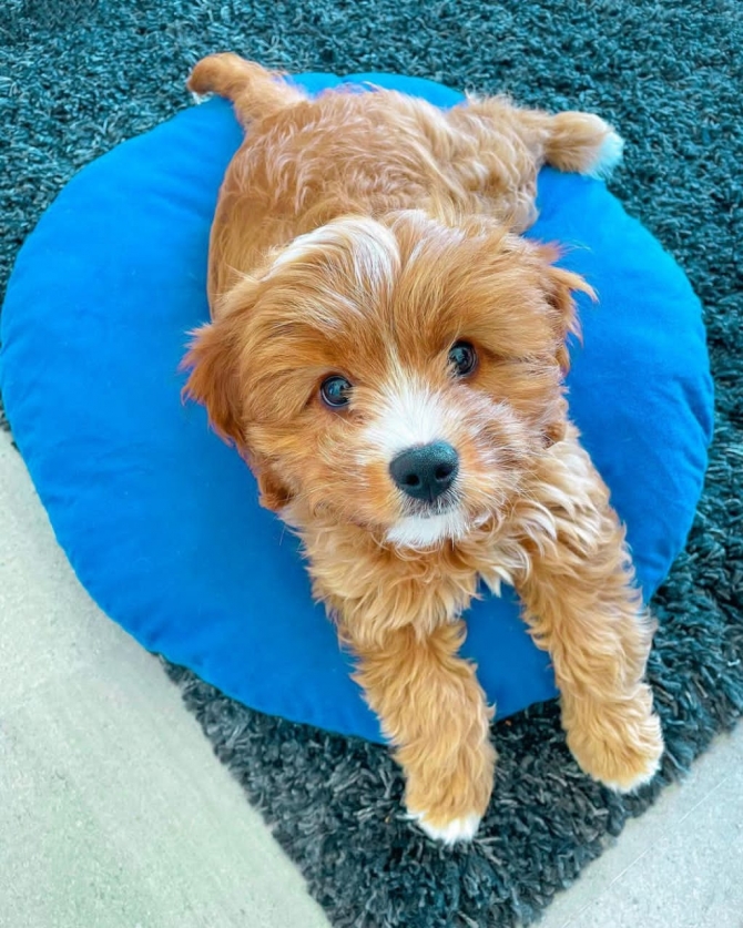 Available Male Cavapoo 