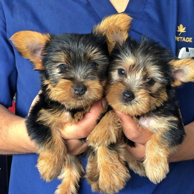 Purebred Tiny Yorkie Puppies