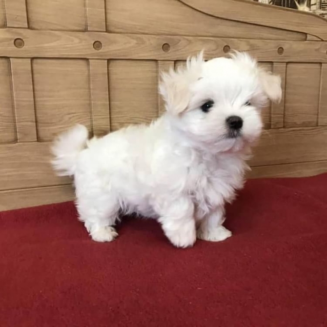All our Maltese Puppies have had full health DNA tests  Jacksonville, Jacksonville Nas, Jax Naval Air   1873_300-4721  or     patrickmcmillian07@gmail.com   