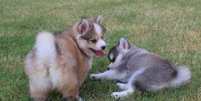 Affectionate Male And Female Pomsky Puppies 