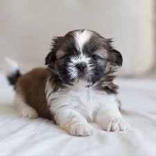 Magnificent shih tzu puppies for sale